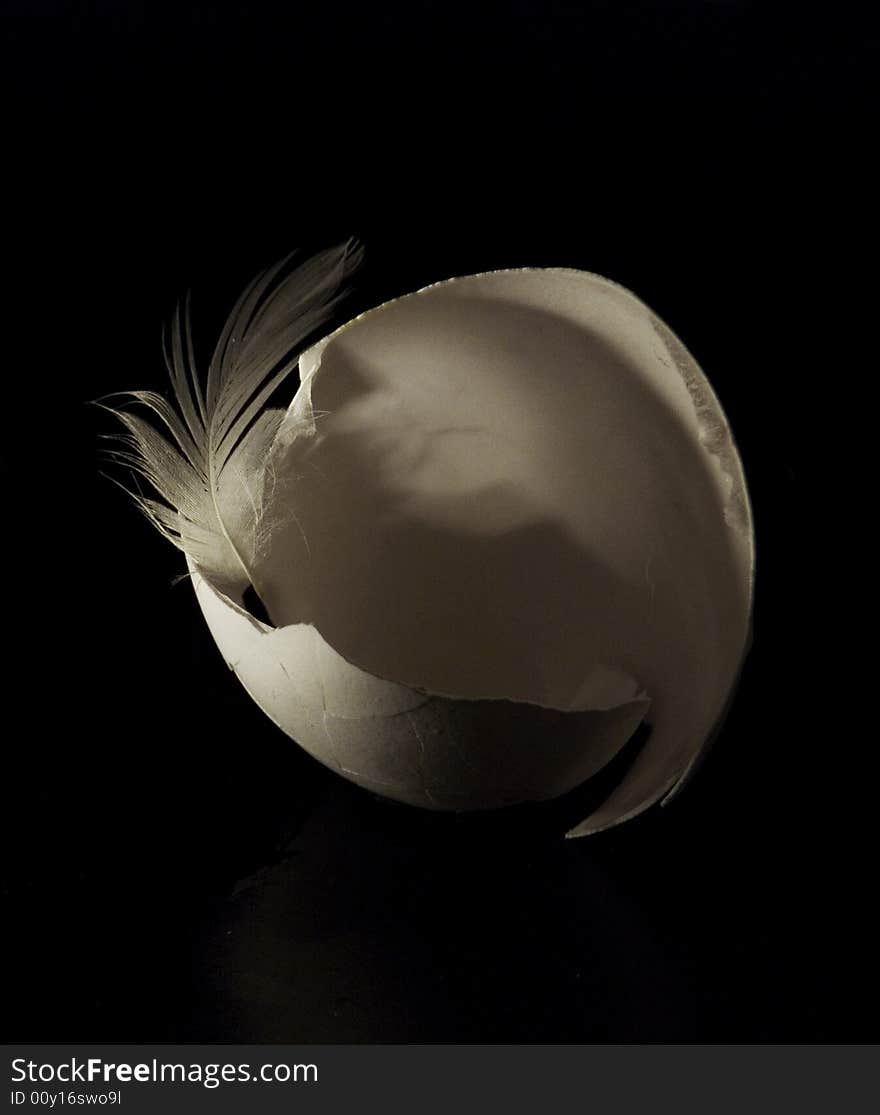 Eggshell with a small white feather taken in studio. Eggshell with a small white feather taken in studio.