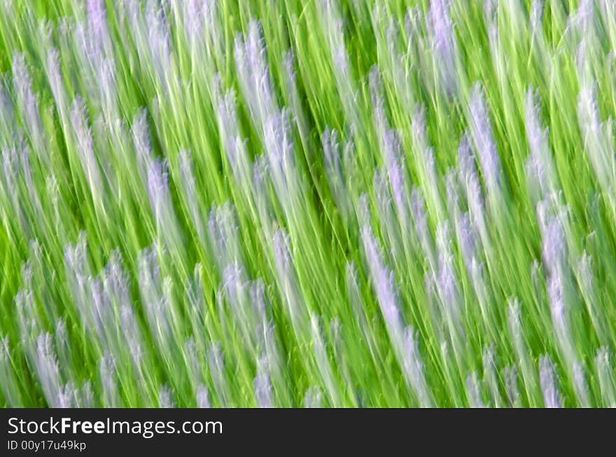 Motion blur of field of lavender creating abstract pattern. Motion blur of field of lavender creating abstract pattern