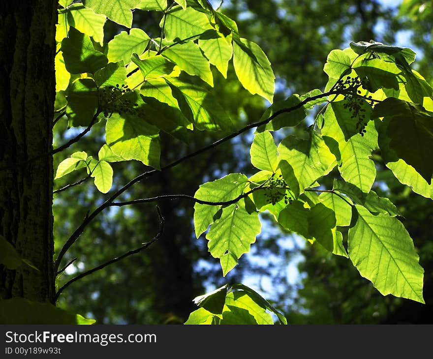 Leaves And Trunk