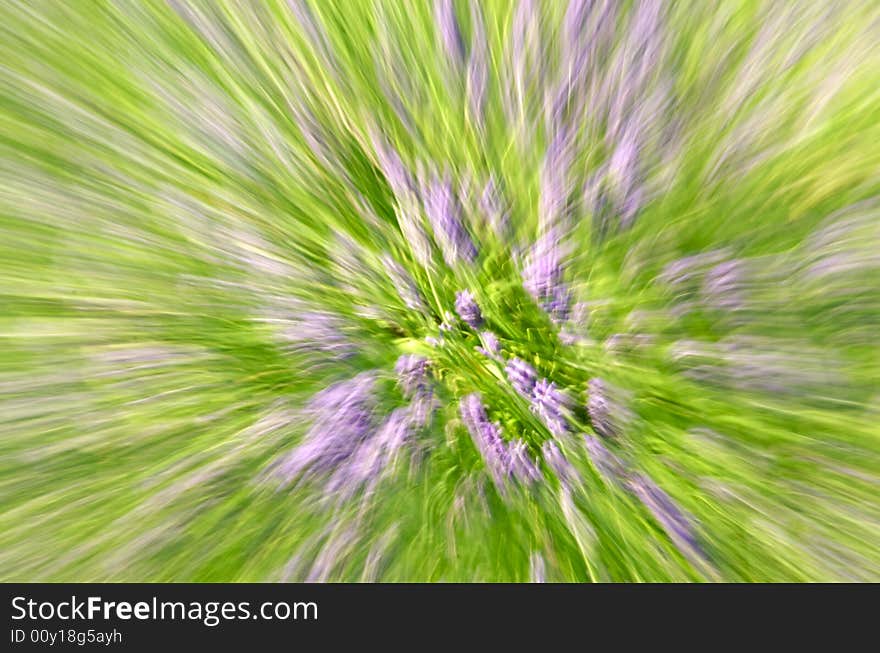 Motion blur of field of lavender creating abstract pattern. Motion blur of field of lavender creating abstract pattern