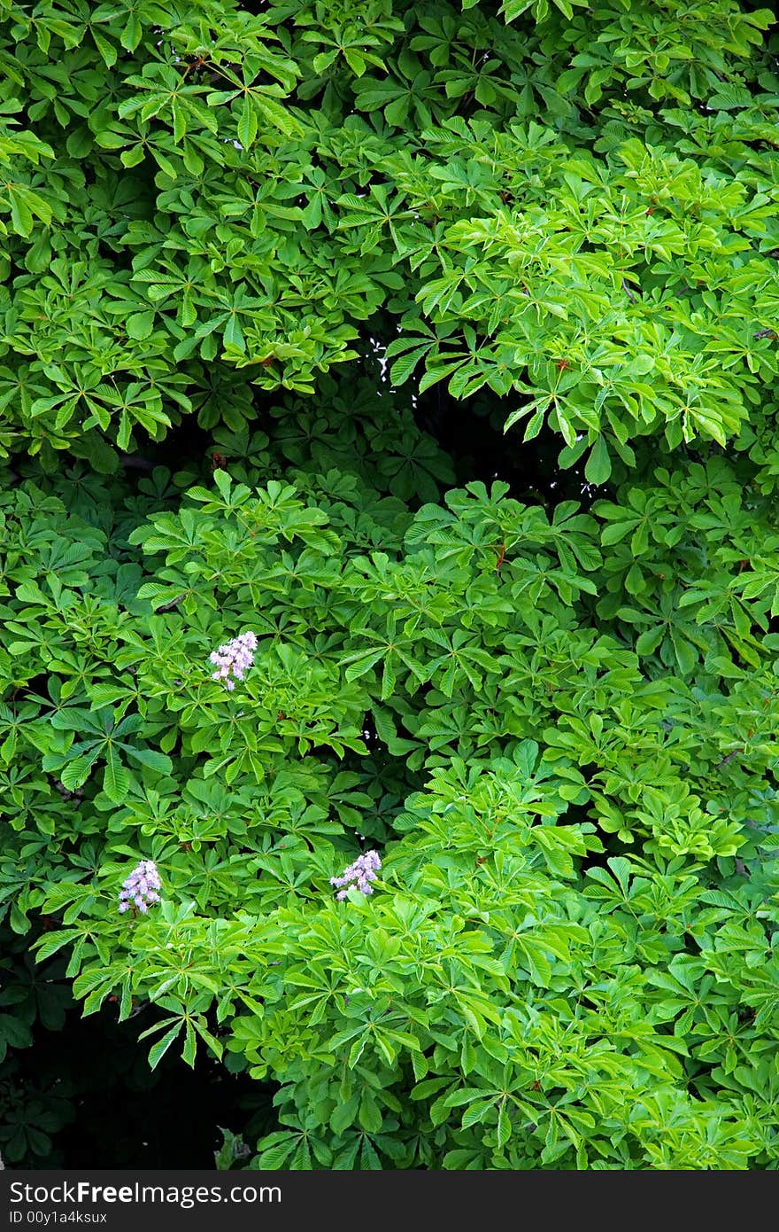 Leaves of a chestnut