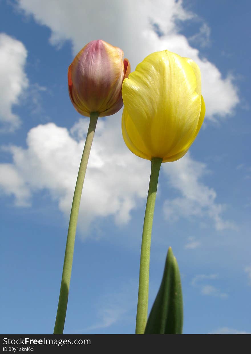 Two tulips