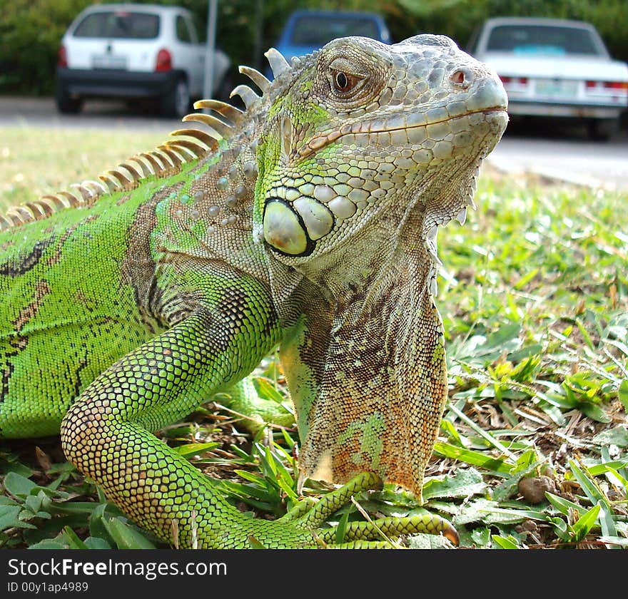 Male Green igwana in his 3rd year. taking a stroll in the car park. Male Green igwana in his 3rd year. taking a stroll in the car park.