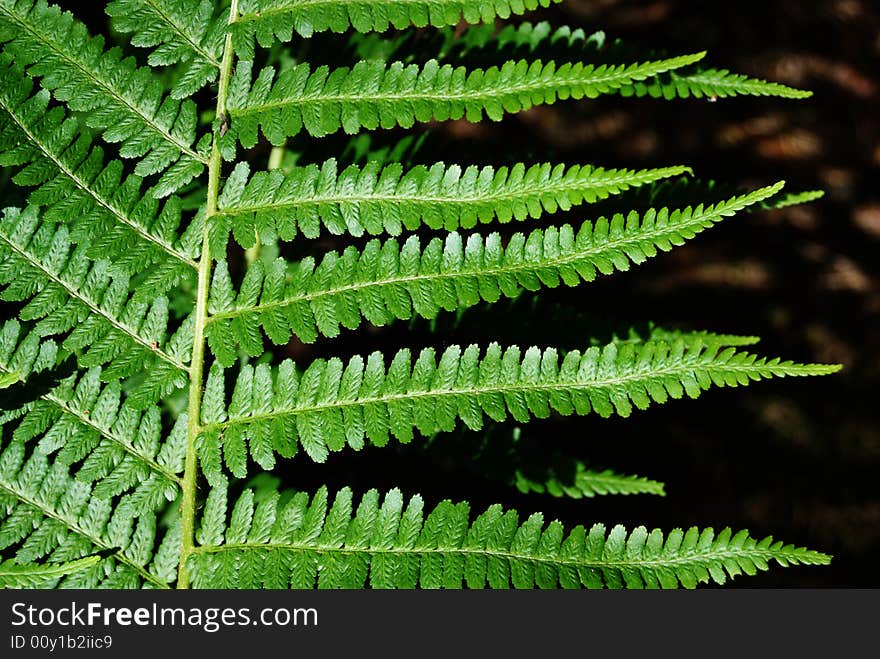 Sheet of fern - Dryopteris filix-max. Grows in the forests. Medical plant. Sheet of fern - Dryopteris filix-max. Grows in the forests. Medical plant.