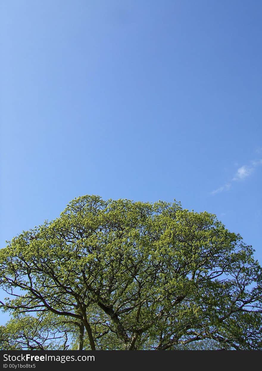 I took this picture on a warm sunny day in Ireland. Originally when I first seen this photo when I took it, I thought this could be perfect for a web design, the content being on the sky and the tree being a footer. I took this picture on a warm sunny day in Ireland. Originally when I first seen this photo when I took it, I thought this could be perfect for a web design, the content being on the sky and the tree being a footer.