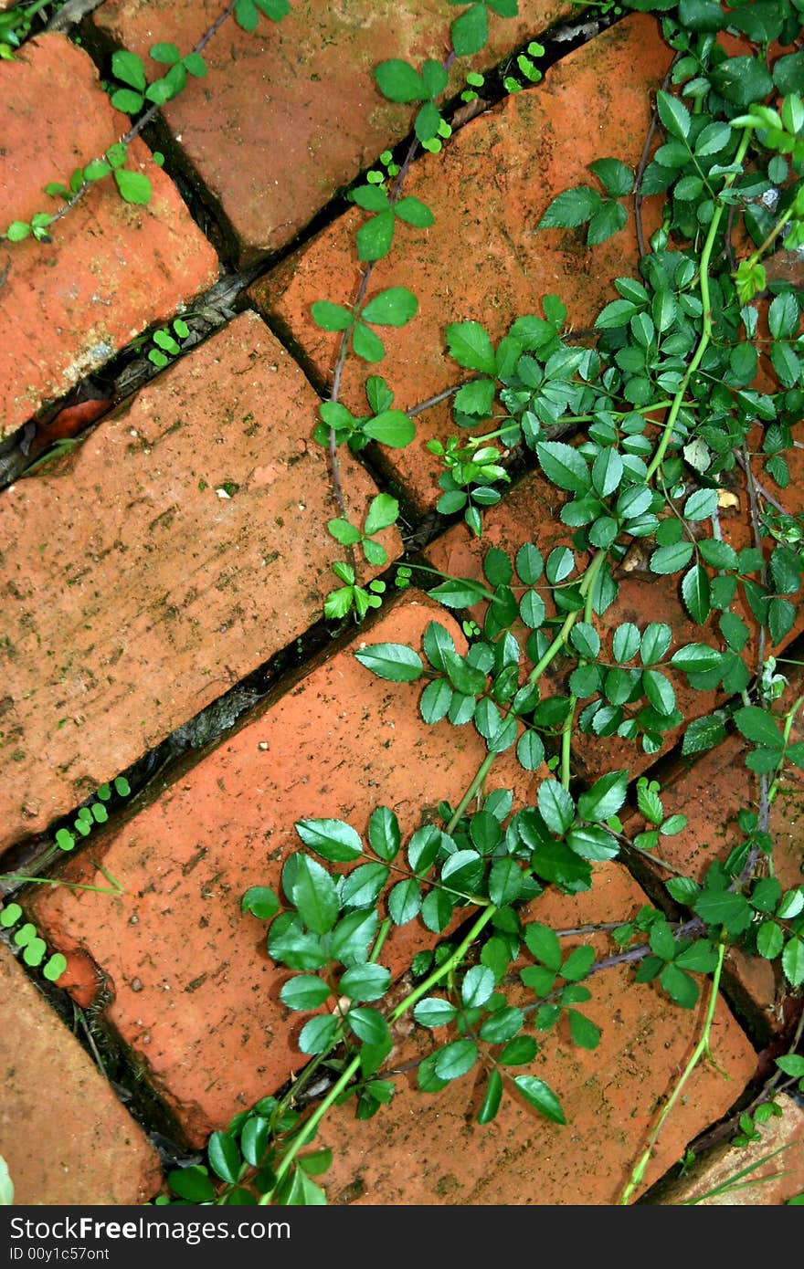 Ivy In Brick