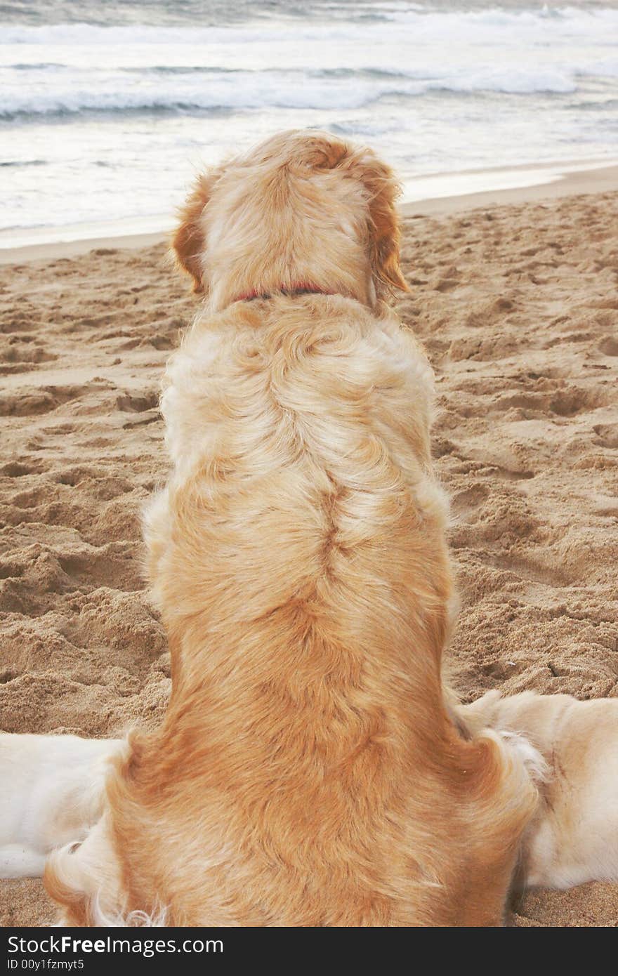 Dog sitting on beach from the rear looking at the osean. Dog sitting on beach from the rear looking at the osean