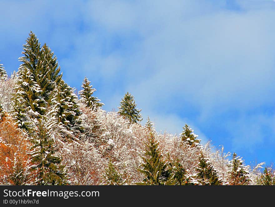 Forest covered by the first snow. Forest covered by the first snow