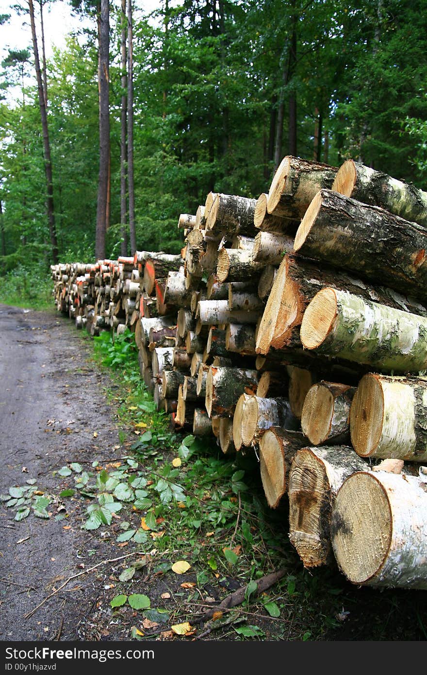 Pile wood in forest, wood texture,