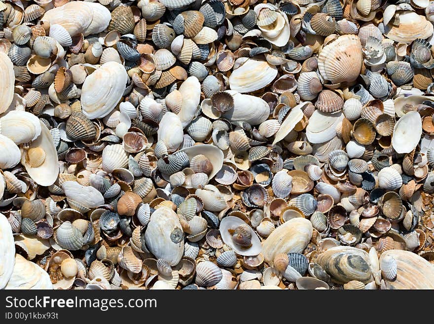 A seashell background texture at summer day. A seashell background texture at summer day