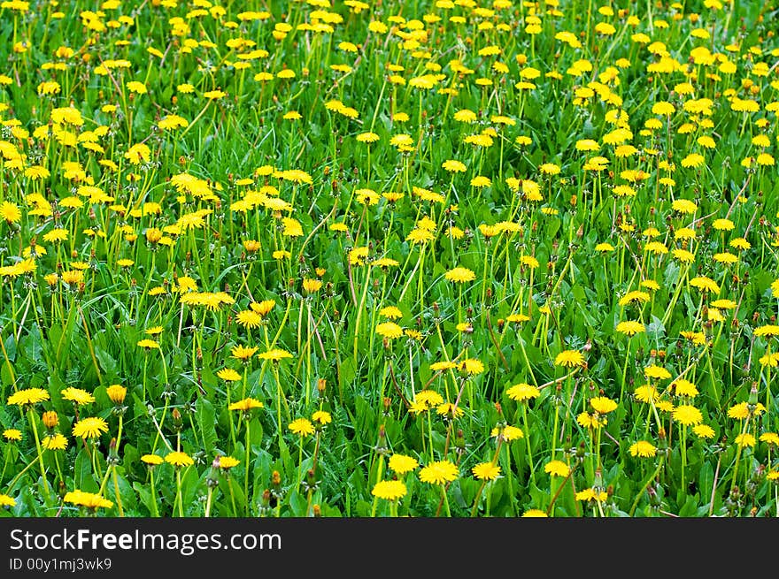 Green meadow with yellow dandelions. Green meadow with yellow dandelions