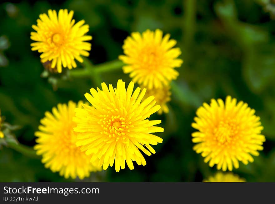 Meadow with yellow dandelions. Close-up