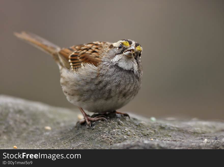 White-throated Sparrow (zonotrichia Aibicolis)