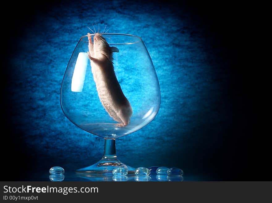 Mouse In Glass