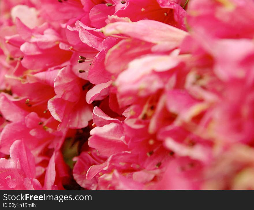 Macro of pink flowers on a garden