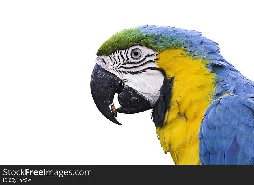 A blue and yellow macaw eating a peanut, isolated on white. A blue and yellow macaw eating a peanut, isolated on white