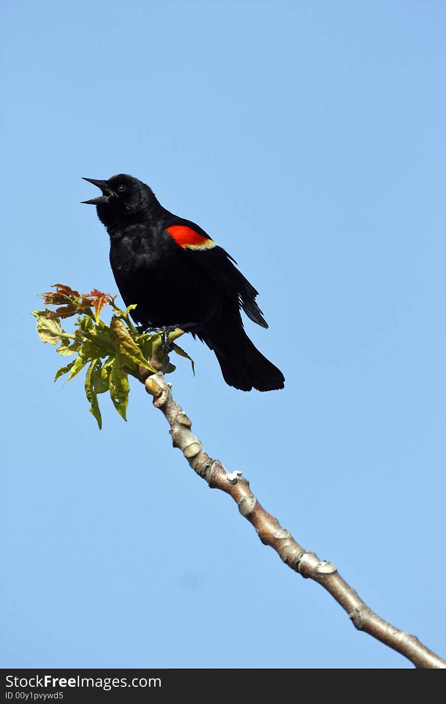 Red winged blackbird (Agelaius phoeniceus) calling in the early molrning against the blue sky