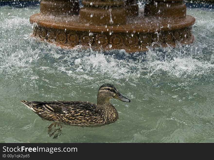 Mallard (Anus Platyrbynchos)