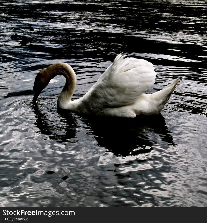 Mute swan on silver colour water - taken on lake garda - italy. Mute swan on silver colour water - taken on lake garda - italy