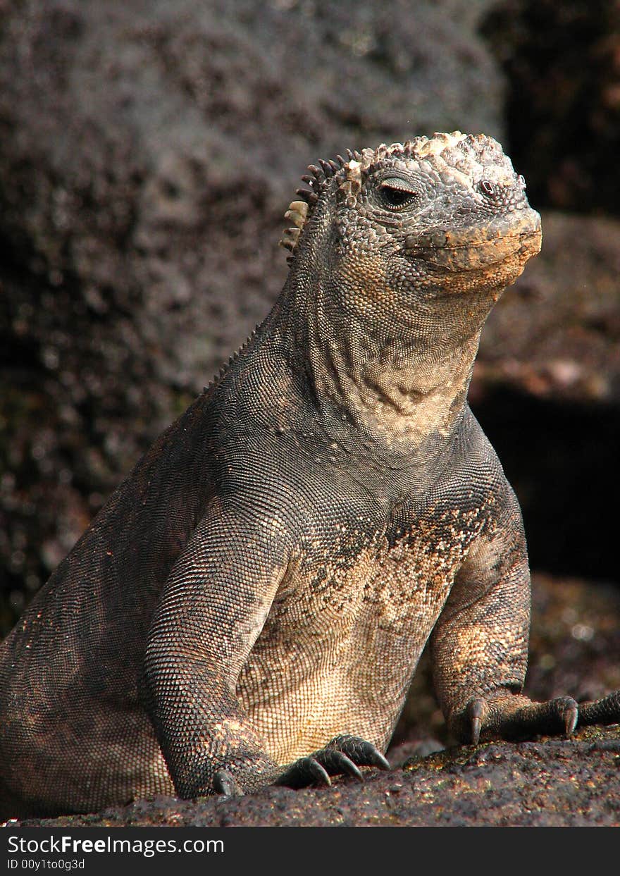 Marine iguana in the galapagos islands