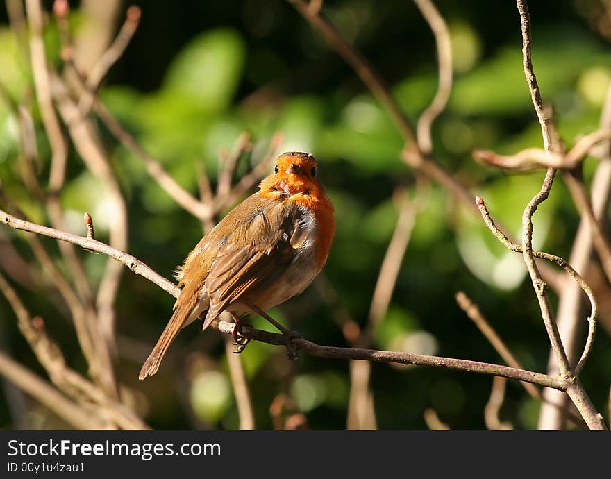 Red robin