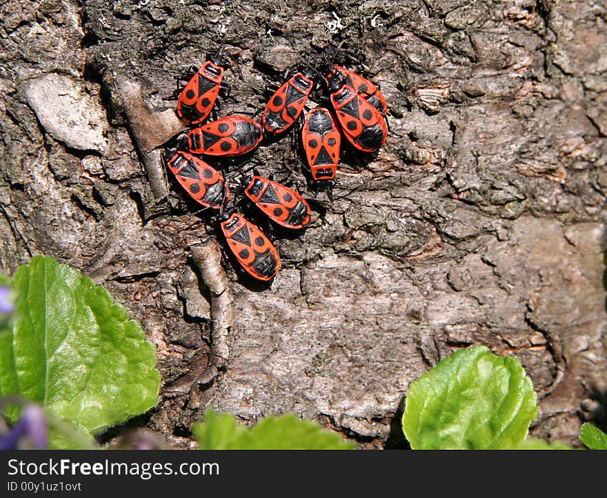 Nine gendarme beetles on a tree. Nine gendarme beetles on a tree