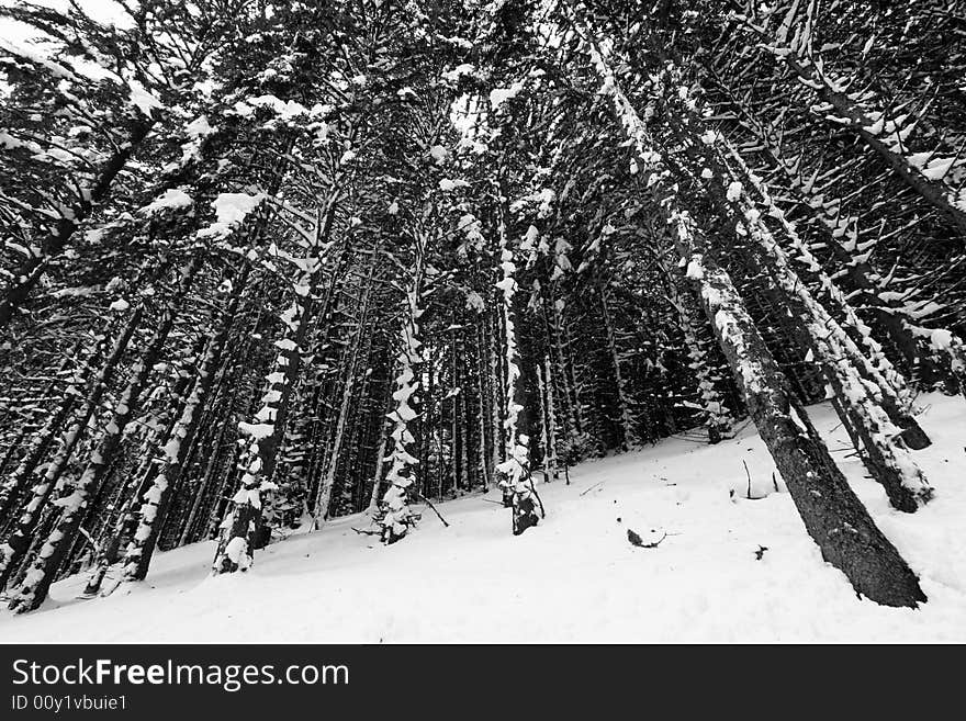 Snowy conifer trees