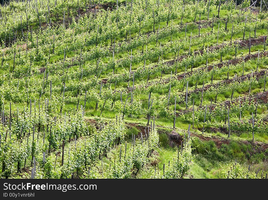 Vineyard in springtime, Piedmont hills, north Italy.