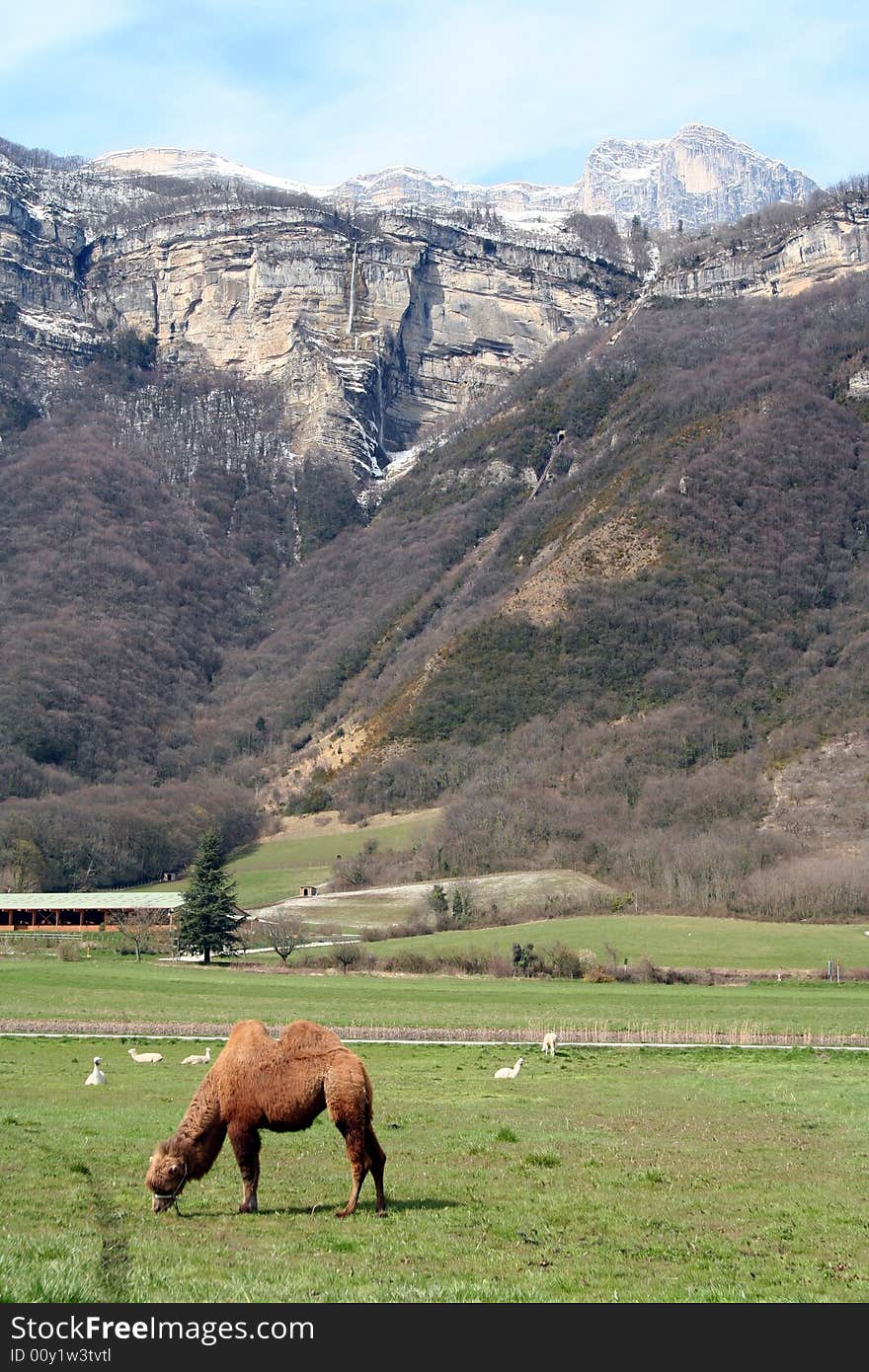 Circus animals in a field in lumbin, isere, france with the chartreuse mountains in the background. Circus animals in a field in lumbin, isere, france with the chartreuse mountains in the background