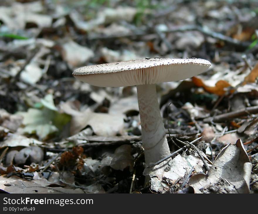 Mushroom