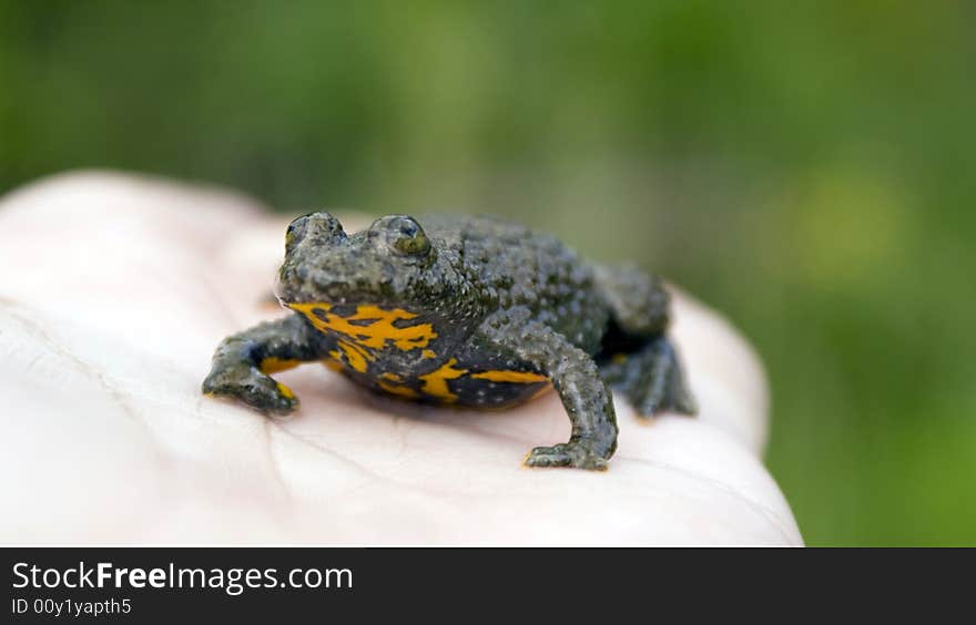 A frog found nearby a spring. A frog found nearby a spring