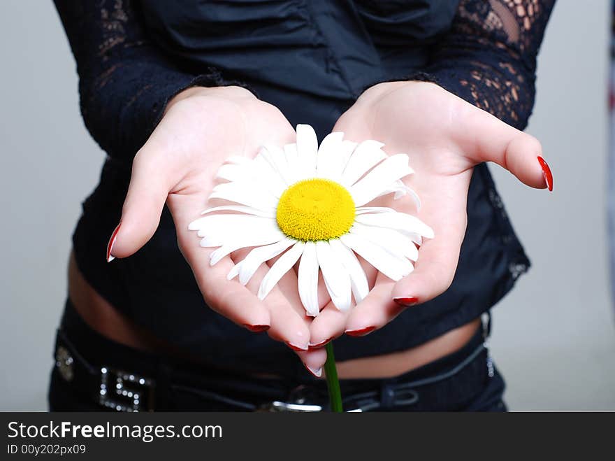 The girl in a black blouse with a flower of a chamomile in palms