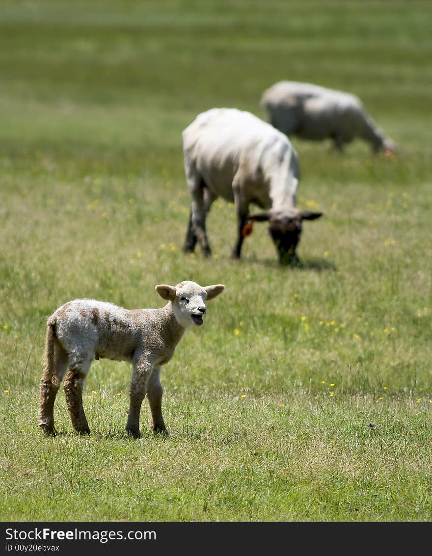 Baby Sheep In A Field