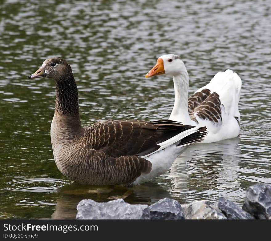 Pretty Geese