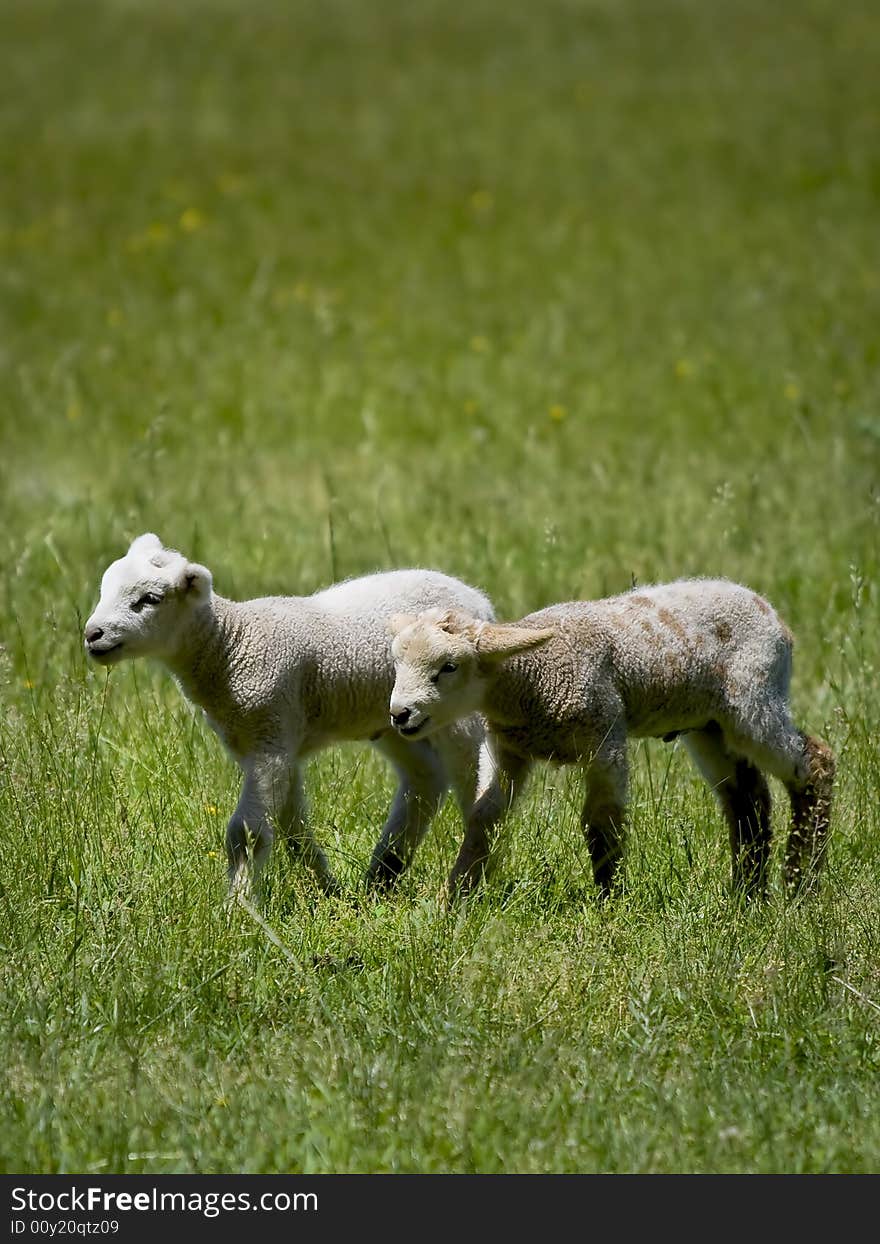 Baby Sheep