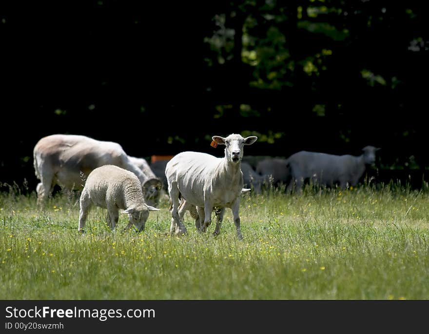 Baby sheep next to it's mother with other sheep grazing in the background. Baby sheep next to it's mother with other sheep grazing in the background.