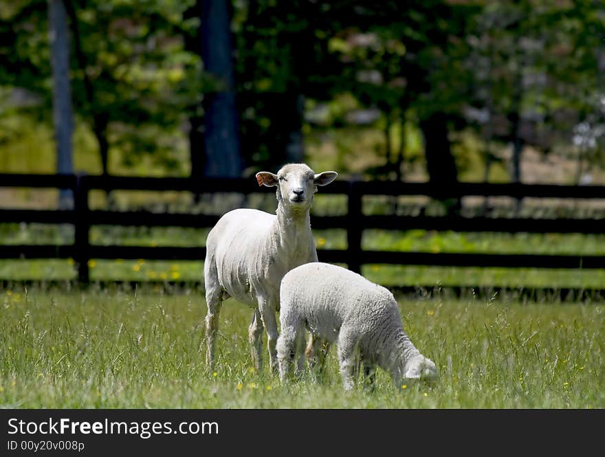 Baby sheep and mother standing in a grassy meadow. Baby sheep and mother standing in a grassy meadow.