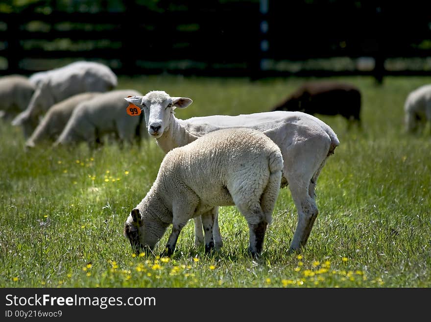 Baby sheep and mother standing and grazing in a grassy meadow. Baby sheep and mother standing and grazing in a grassy meadow.