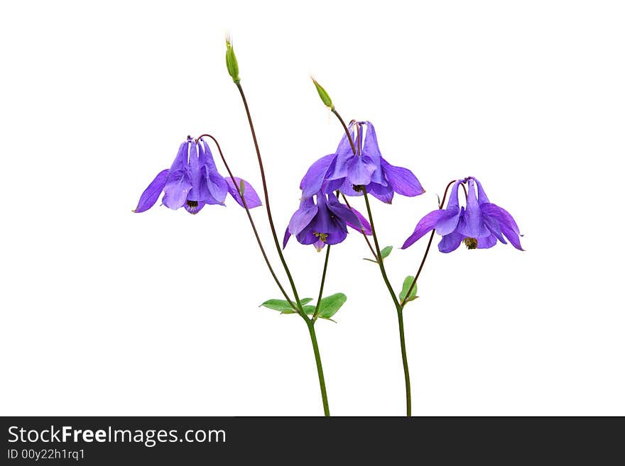 Purple columbine flowers isolated on white background