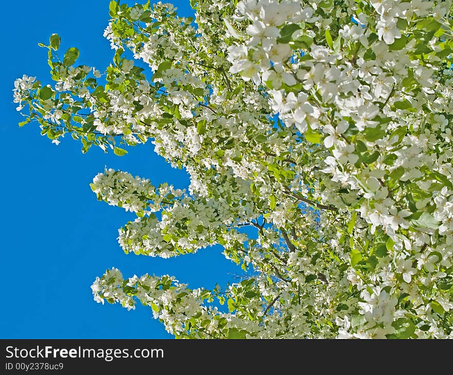 Blooming apple tree natural floral background