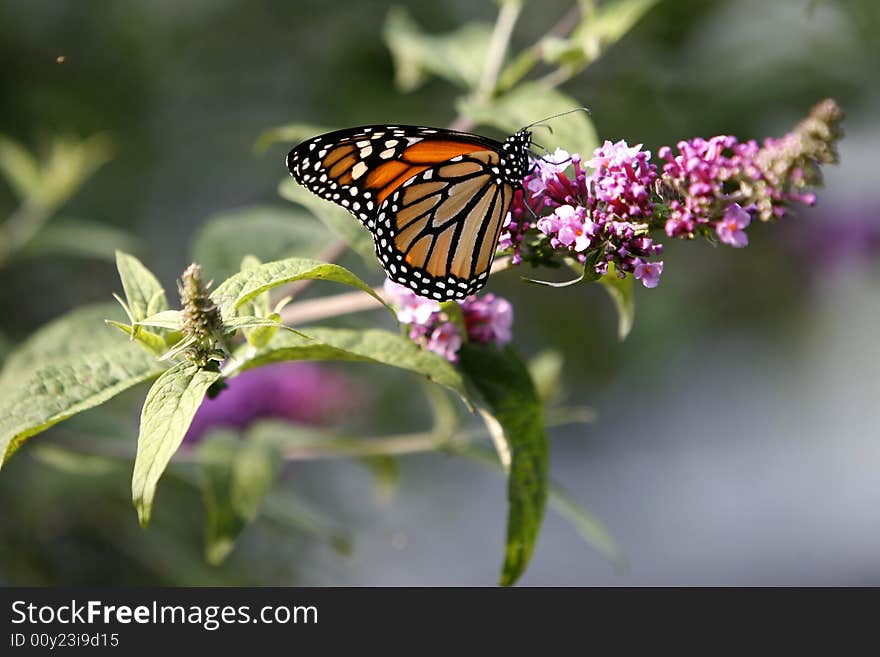 Early Summer Monarch enjoying a snack in the Back Yard  Garden