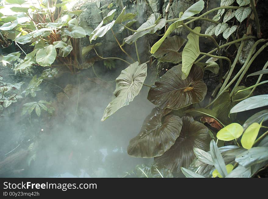 Plants inside the botanic museum. Plants inside the botanic museum