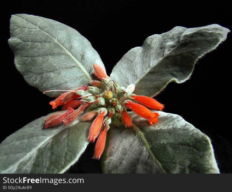 Striking orange blooms of hairy succulent plant with silver-looking leaves against black background. Striking orange blooms of hairy succulent plant with silver-looking leaves against black background