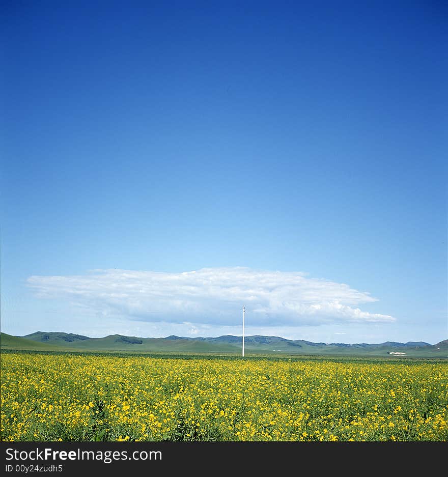 This is a beautiful meadow with yellow flower and blue sky. This is a beautiful meadow with yellow flower and blue sky.