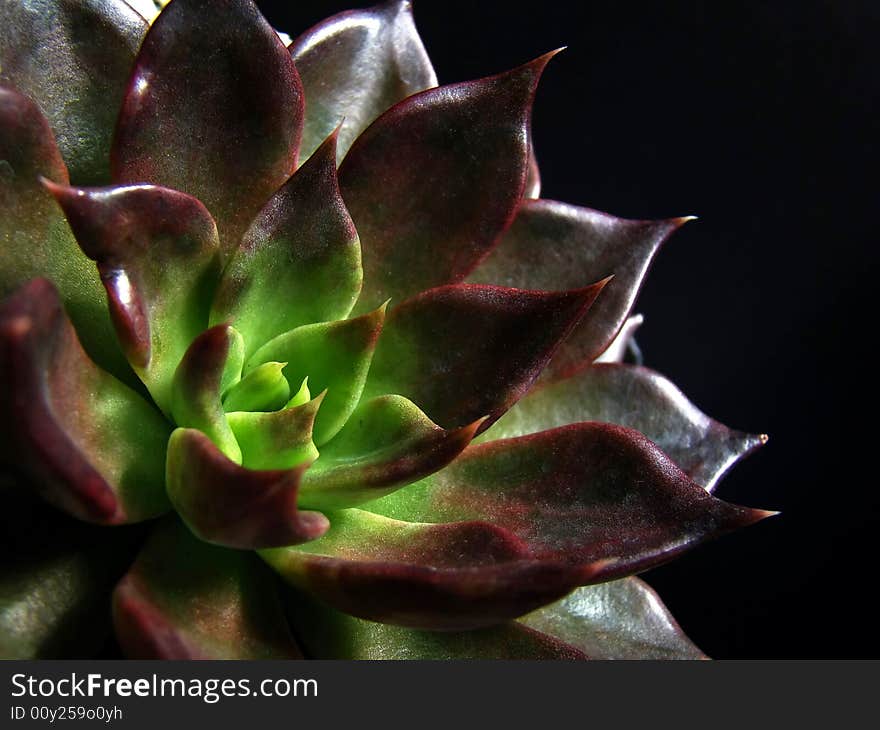 Close-up view of rosette design of succulent Echeveria plant called Black Prince. Close-up view of rosette design of succulent Echeveria plant called Black Prince