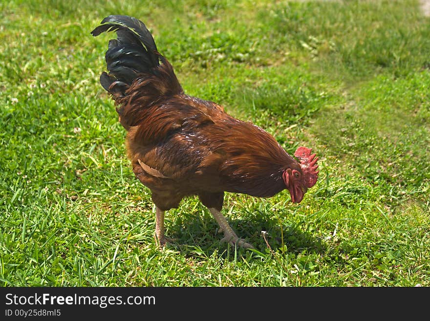 Colorful rooster looking for something at grass