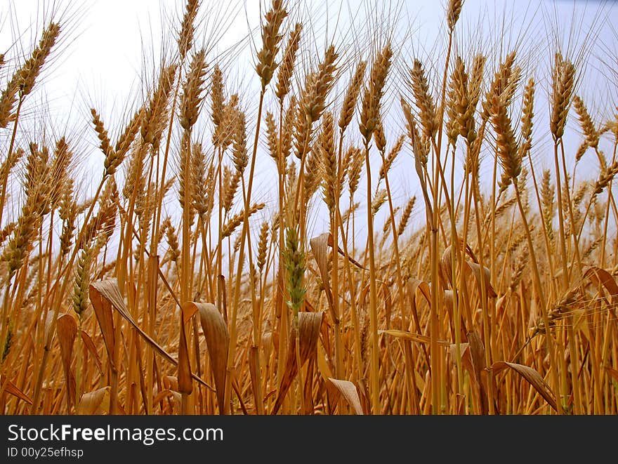 A portrait framing of ripe wheat