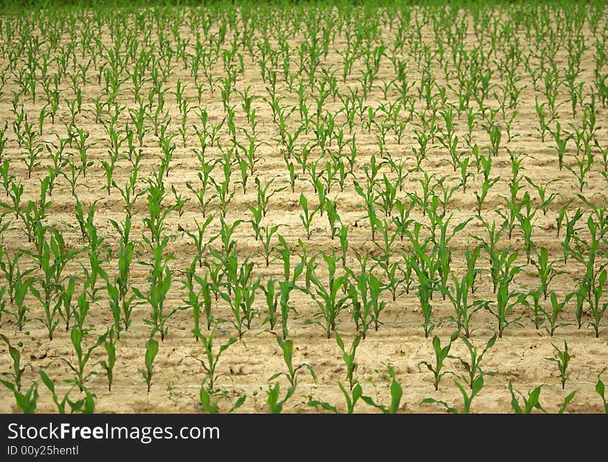 The corn field in Italy. The corn field in Italy