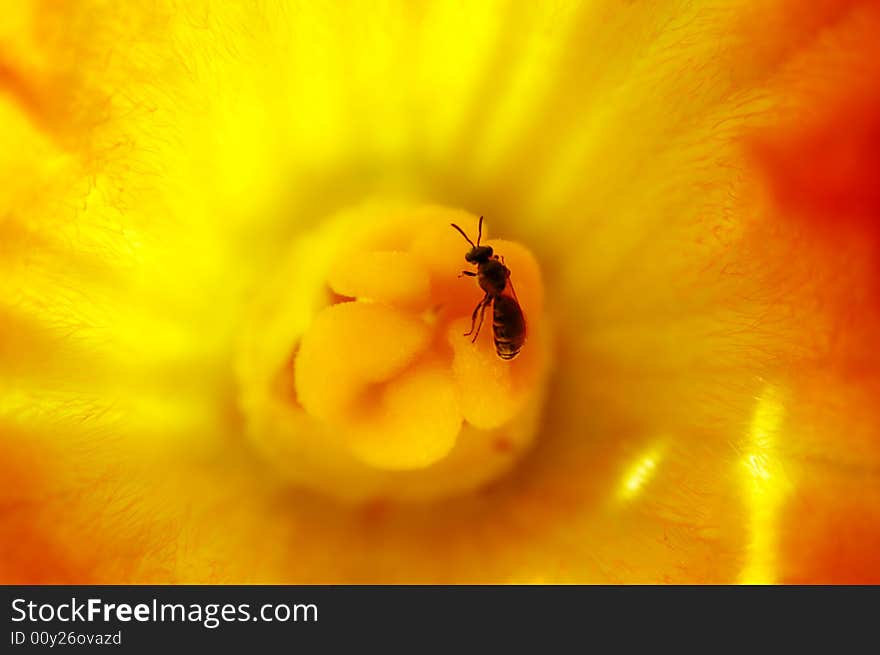 Bee working in a flower. Bee working in a flower