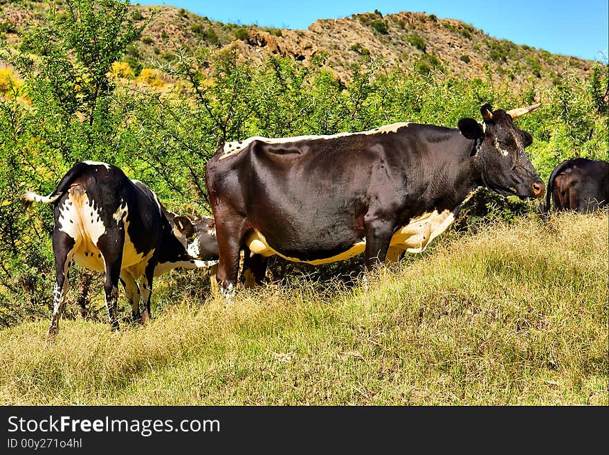 African bull calf sucks milk